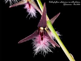 Image result for Bulbophyllum saltatorium