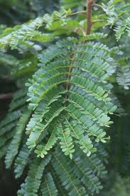 Image result for Peltophorum pterocarpum