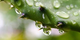 It turns out that we can and the process is called desalination. Is Cactus Water The Health Trend You Ve Been Missing Out On Fitness