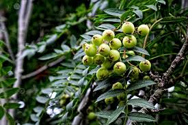 Expert advice to help you get growing. Green Berries On Mountain Ash Tree Ornamental Trees Mountain Ash Tree Mountain Ash