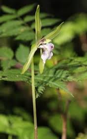 Image result for Diaphananthe vesicata