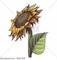 Feb 01, 2021 · lately, fashionistas have been drawn to wrist tattoos and for good reason. Hand Drawn Sunflower Vector Photo Free Trial Bigstock