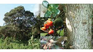 Image result for Mimusops afra