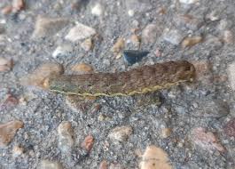 Need An Id On This Guy Found Incentral Alberta Canada