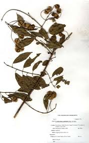 Image result for Combretum padoides