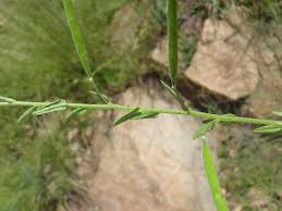 Image result for Cleome monophylla