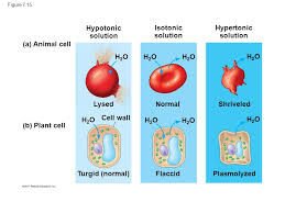 Maybe you would like to learn more about one of these? Overview Life At The Edge The Plasma Membrane Is The Boundary That Separates The Living Cell From Its Surroundings The Plasma Membrane Exhibits Selective Ppt Download