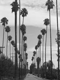 Black And White Road Aesthetic Vintage Black White California Palm Trees Photo Poster By Bravuramedia Black And White Picture Wall Black And White Photo Wall White Aesthetic Photography