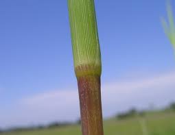 Image result for Digitaria monodactyla