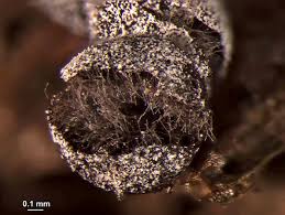 Image result for Melanospermum