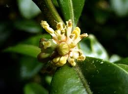 Image result for Buxaceae