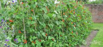 Each pod contains about 3 to 4 seeds. Companion Planting With Beans