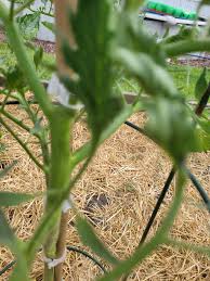Image result for BLACKFLY ON TOMATO PLANTS