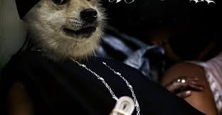 Don't trust people on the internet! Dogecoin Smokes Its All Time High After Snoop Dogg Becomes Snoop Doge Nasdaq