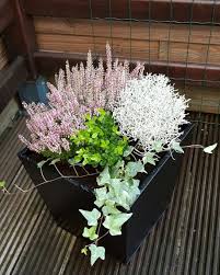 Balkon Herbst Pflanzen Winterfest Plants