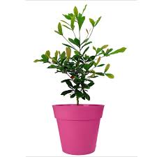 Check spelling or type a new query. Miracle Fruit Tree For Sale Online Citrus Com