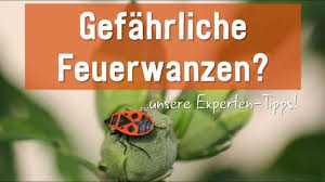 Feuerwanzen Gefahrlich Giftig Feuerwanzen Treten Oft In Grossen Scharen Im Garten Auf Doch Sind Die Wanzen Giftig Und Muss Man Sie B Feuerwanze Wanze Feuer