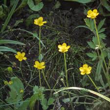 Image result for Ranunculus multifidus