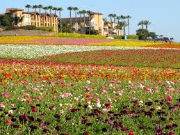 Maybe you would like to learn more about one of these? Top Spots For Seeing Breathtaking Seas Of Spring Blooms Travel Channel