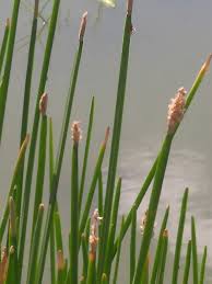 Image result for Eleocharis acutangula