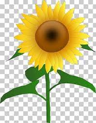Sunflower Png Images Sunflower Clipart Free Download Sunflower Png Planting Sunflowers Sunflower Clipart
