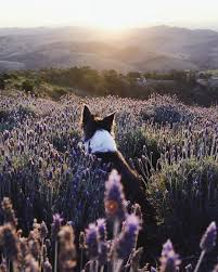 Lavender Fields And Her Dog Suri Came Pinterest Annanki Champ De Fleurs Lavande Chien