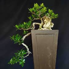 Jual Bonsai Pohon Beringin Dolar Korea Cascade On The Rock Di Atas Batu Unik Di Lapak Galeri Keris Bukalapak