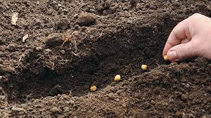 Salah satunya adalah dengan menanam tanaman setidaknya di lingkungan terdekat, rumah. 11 Cara Menanam Sayuran Organik Di Rumah Untuk Pemula Tidak Sulit