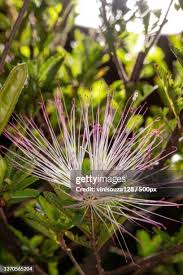 Image result for Maerua cafra