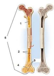 Check spelling or type a new query. Labeling Long Bones Flashcards Quizlet