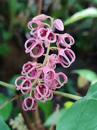 Image result for Nelsonia smithii