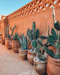 Garden design with cactus info :: Madeleine Madeleine Plants Cactus Garden Cactus