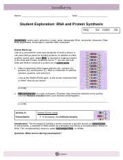 Description student exploration rna and protein synthesis gizmo extension answer key. Assignment 5 Doc Student Exploration Rna And Protein Synthesis Inq 12 Com Vocabulary Amino Acid Anticodon Codon Gene Messenger Rna Nucleotide Ribosome Course Hero