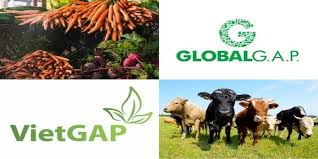 So sánh sự khác nhau giữa tiêu chuẩn Vietgap và Globalgap