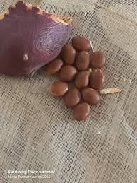 Image result for Blepharis stuhlmannii