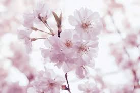 Sweet cherry tree pollination chart. Cherry Pollination Suffolk Fruit And Trees The Fruit Tree Specialists