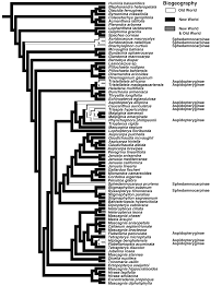 Image result for Tristellateia africana