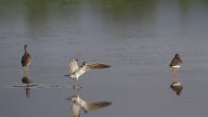 « Un sentiment d’impunité persistant » : en Guadeloupe, quels moyens déployés contre le braconnage ?