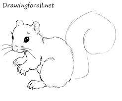Draw the top of the head first. Drawing Step By Step Squirrel Novocom Top