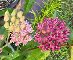 Image result for Rhynchosia micrantha