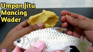 Ini Dia Cara Buat Umpan Jitu Mancing Ikan Wader Paling Ampuh Youtube