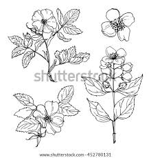 Fruits name in kannada video for kids. Essay On Flowers In Kannada Language To English