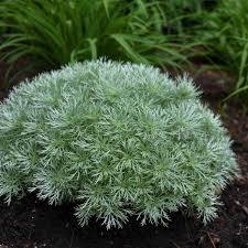 When planning your perennial garden, keep in mind the fact that some of these plants could be around for many years to come. Photo Essay Extremely Cold Hardy Perennials Perennial Resource