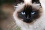 Tonkinese cat - Wikipedia