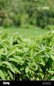 Image result for Blumea