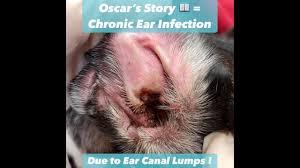 Image result for mold in the ear dog