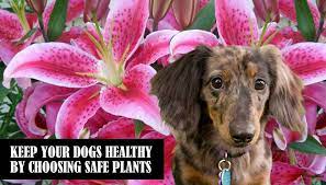 Dog Friendly Plants And Flowers Florissa Flowers Roses And Moreflorissa Flowers Roses Fruits And Veggies