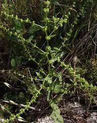 Image result for Rumex ruwenzoriensis