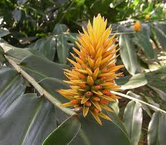 Image result for Renealmia