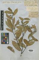 Image result for Glyphaea